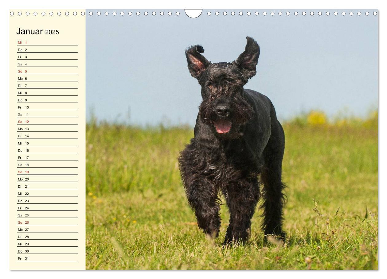 Bild: 9783435545049 | Treuer Freund Riesenschnauzer (Wandkalender 2025 DIN A3 quer),...