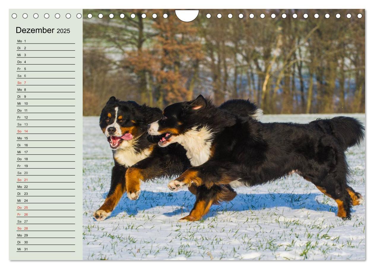 Bild: 9783435545797 | Berner Sennenhunde in Action (Wandkalender 2025 DIN A4 quer),...