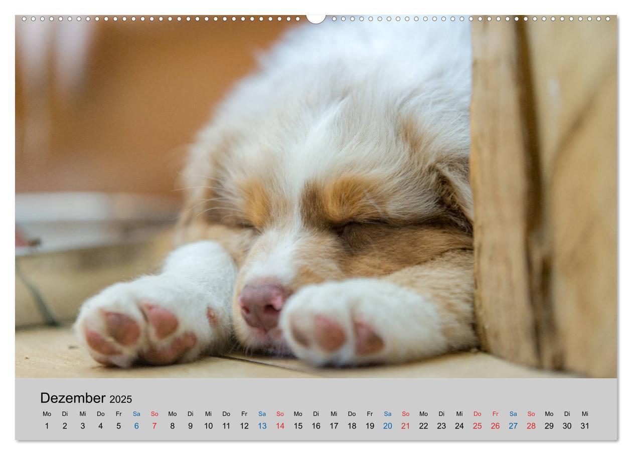 Bild: 9783435150748 | Australian Shepherd Welpen 2025 (Wandkalender 2025 DIN A2 quer),...