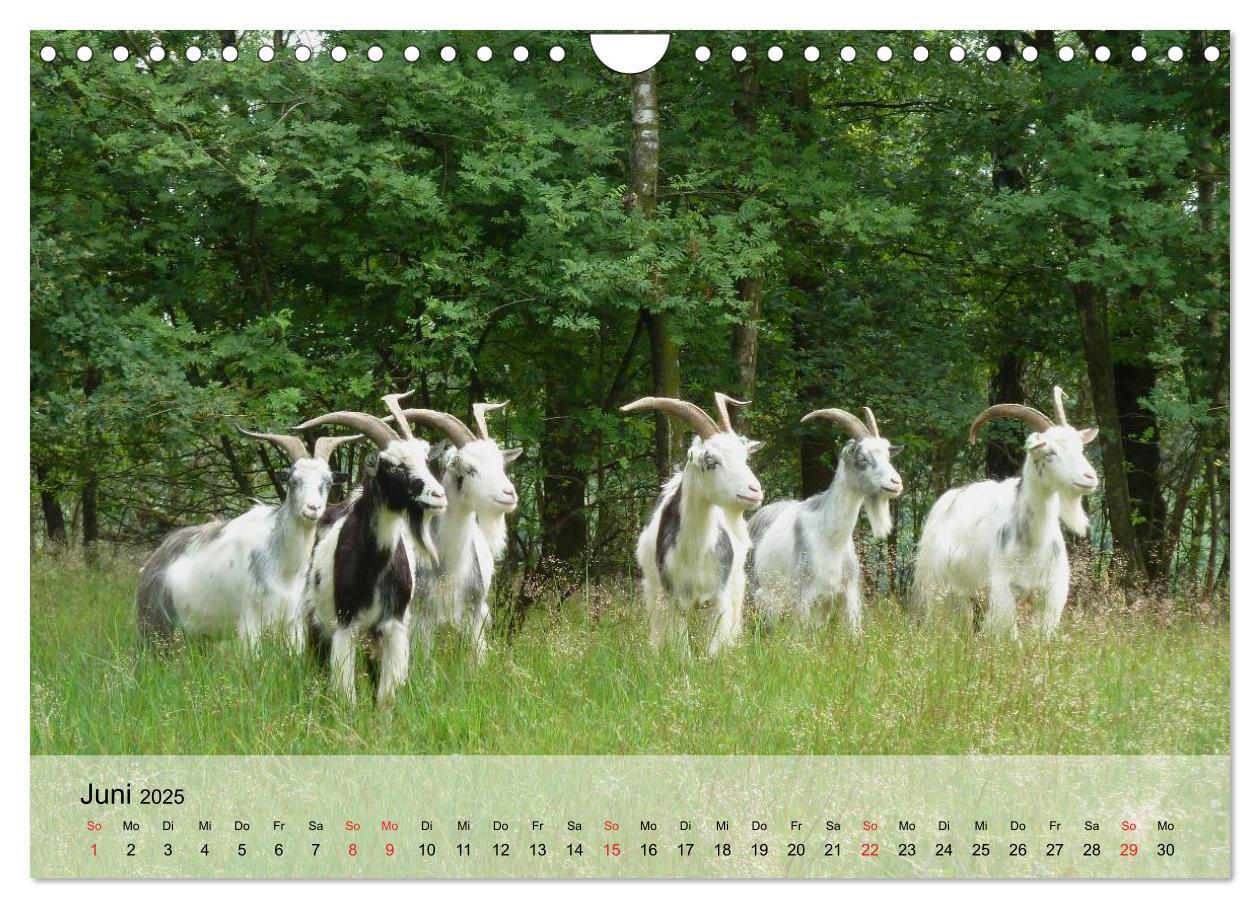 Bild: 9783435601271 | Ziegen. Kluge Freigeister (Wandkalender 2025 DIN A4 quer), CALVENDO...