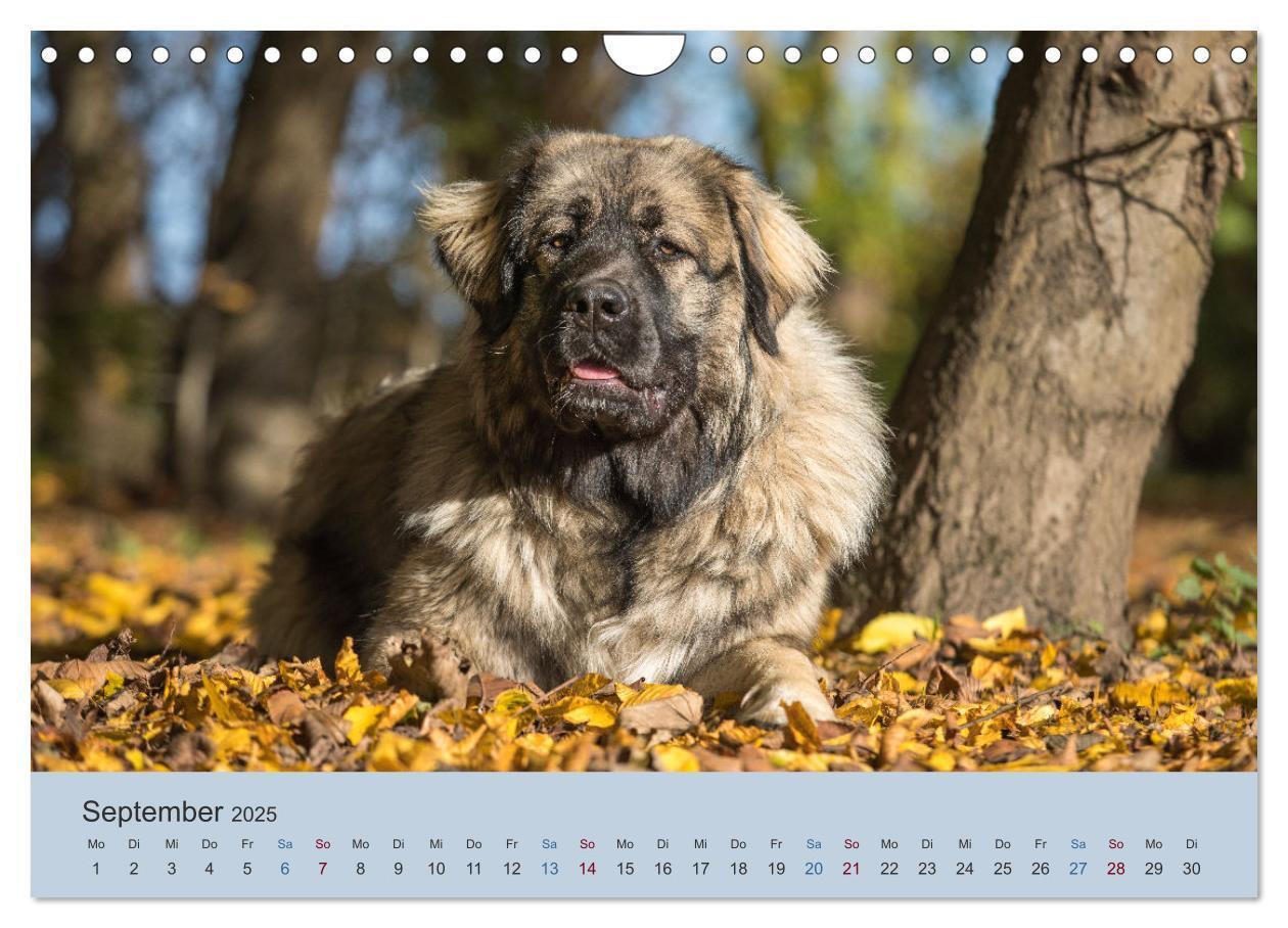 Bild: 9783435046553 | Kaukasischer Owtscharka (Wandkalender 2025 DIN A4 quer), CALVENDO...