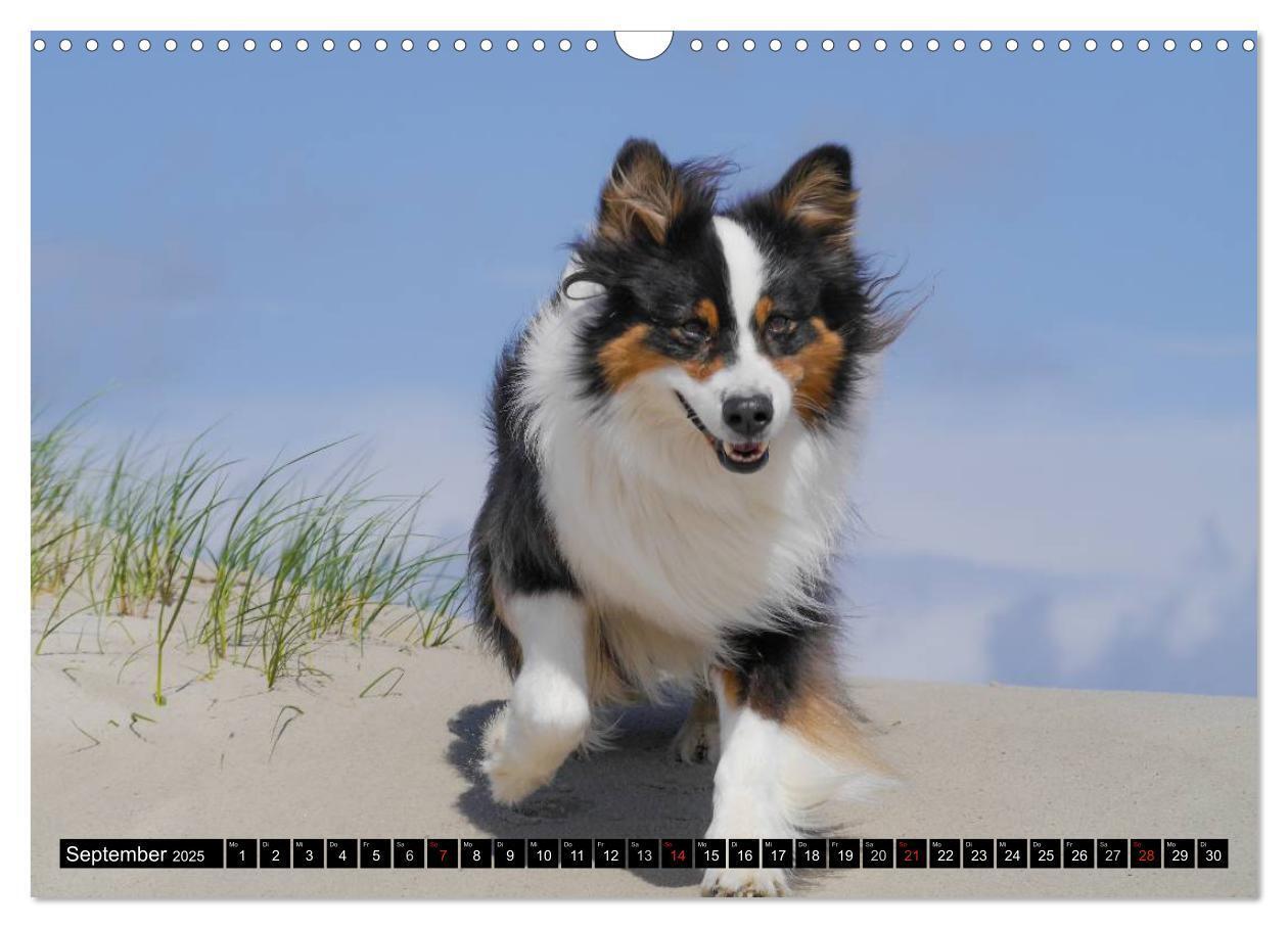 Bild: 9783435553129 | Australian Shepherd - Lebensfreude auf vier Pfoten (Wandkalender...