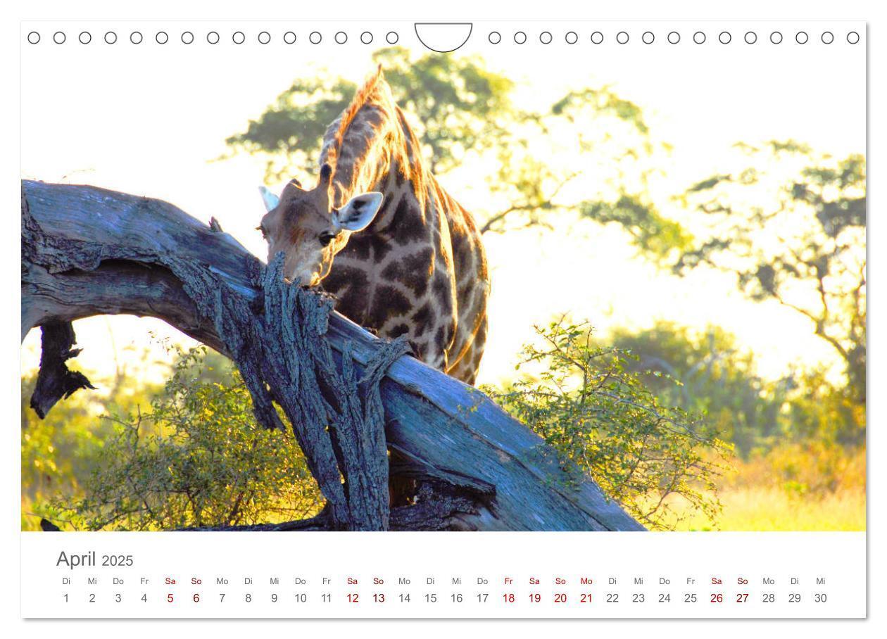 Bild: 9783435233694 | Safari / Afrika (Wandkalender 2025 DIN A4 quer), CALVENDO...