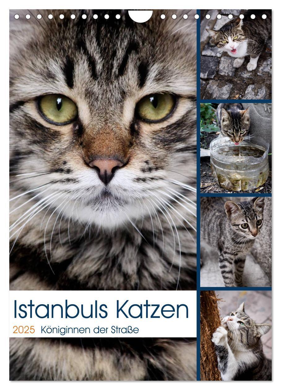 Cover: 9783457087084 | Istanbuls Katzen (Wandkalender 2025 DIN A4 hoch), CALVENDO...