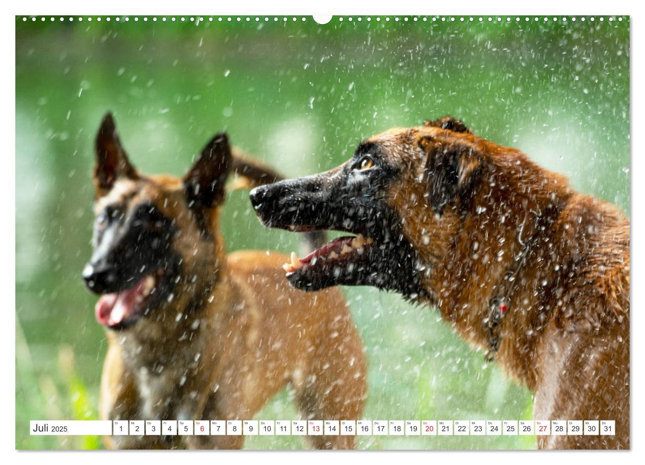 Bild: 9783435144808 | Malinois - belgischer Schäferhund (Wandkalender 2025 DIN A2 quer),...