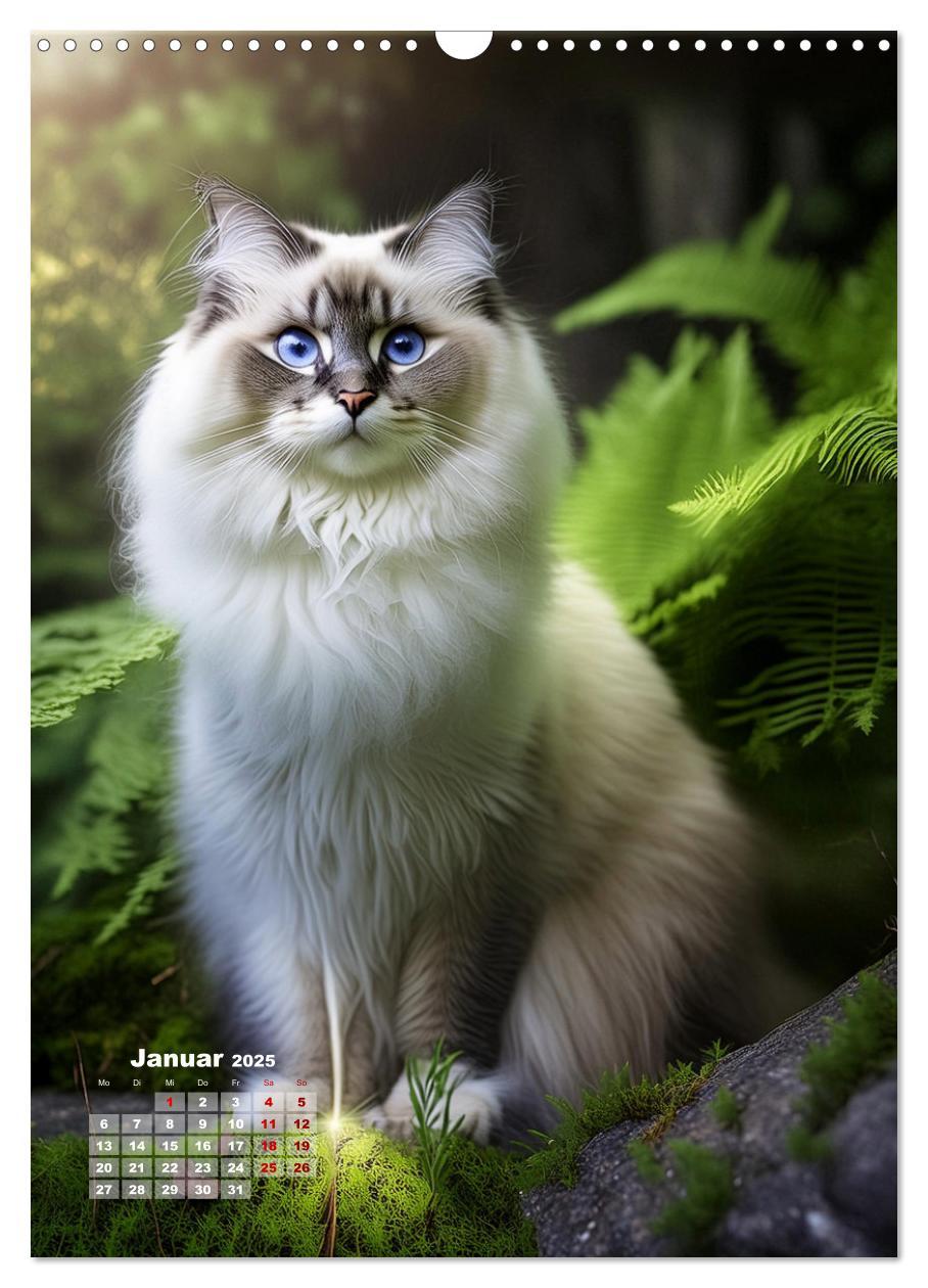 Bild: 9783383833311 | Pfotenabenteuer - Ragdolls in der Natur (Wandkalender 2025 DIN A3...