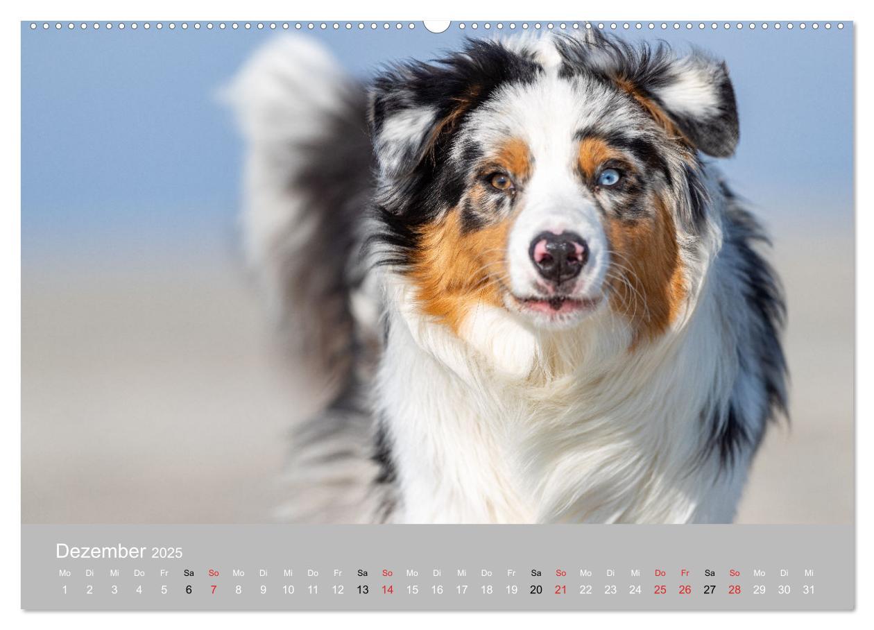 Bild: 9783435667543 | Australian Shepherd 2025 (hochwertiger Premium Wandkalender 2025...