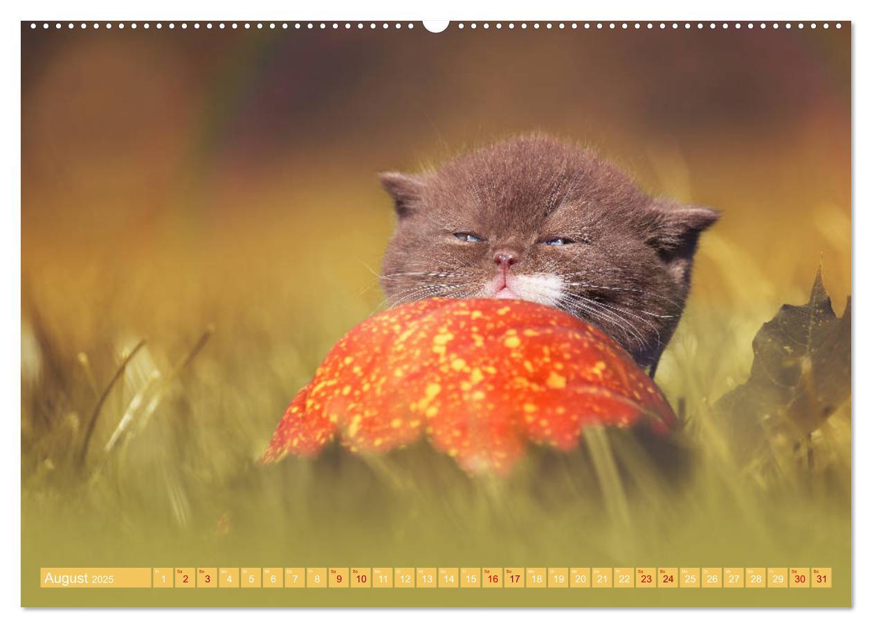 Bild: 9783435338290 | Katzenkinder - Britisch Kurzhaar (hochwertiger Premium Wandkalender...