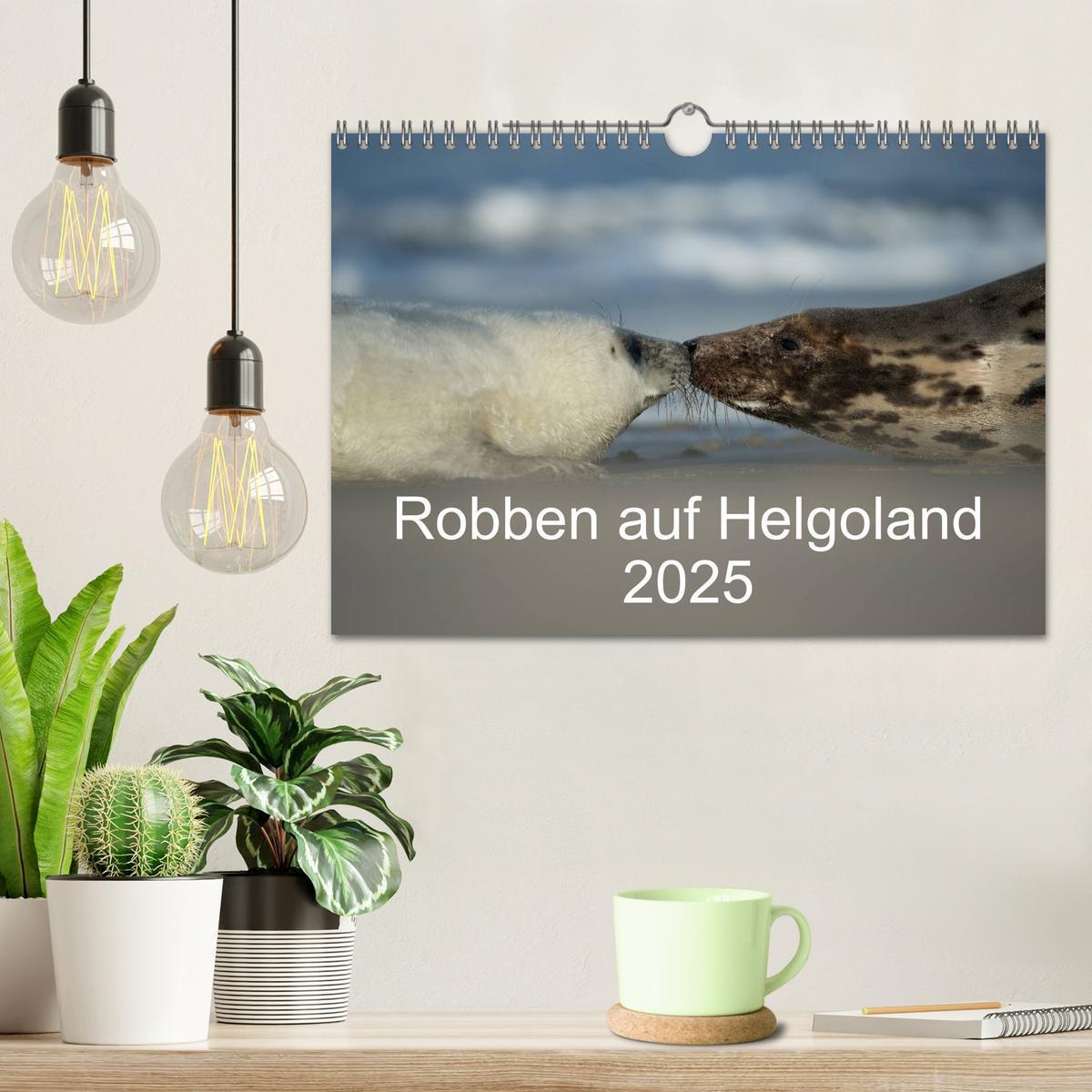 Bild: 9783435719075 | Robben auf Helgoland 2025 (Wandkalender 2025 DIN A4 quer), CALVENDO...