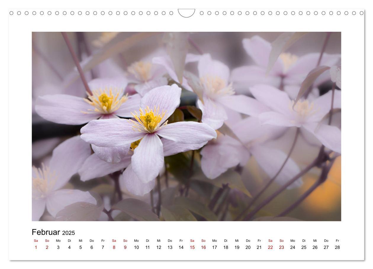 Bild: 9783435251568 | Rosa Blütentraum (Wandkalender 2025 DIN A3 quer), CALVENDO...