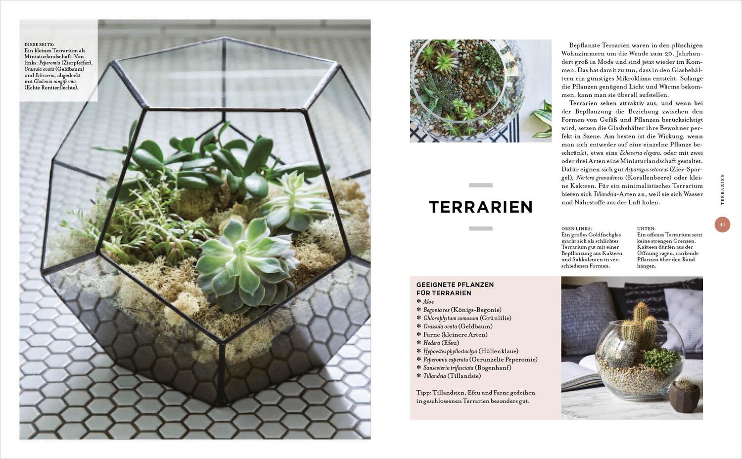 Bild: 9783421040787 | Zimmer mit Pflanze | Kreative Wohn-Ideen & praktische Tipps | Buch
