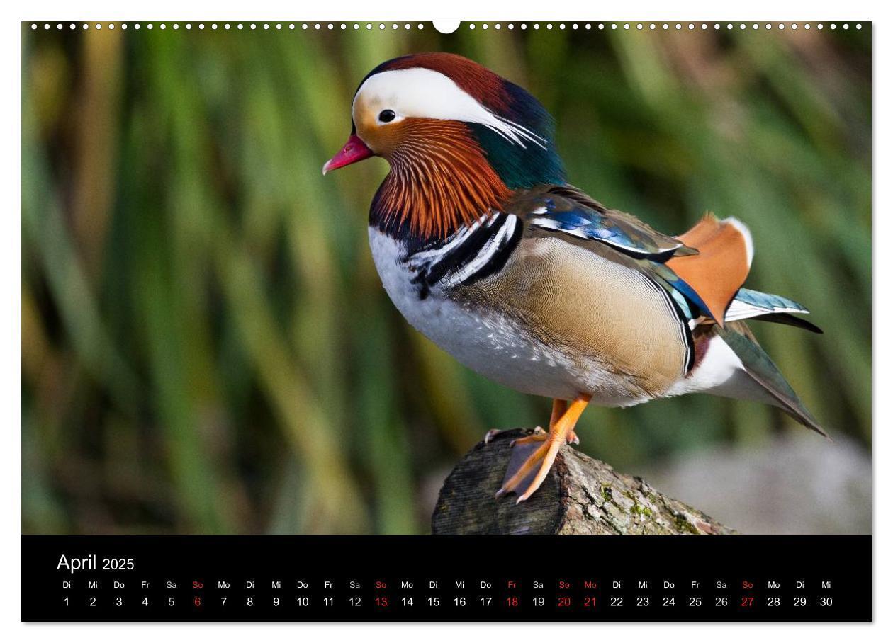 Bild: 9783435797097 | Tierkalender 2025 (Wandkalender 2025 DIN A2 quer), CALVENDO...