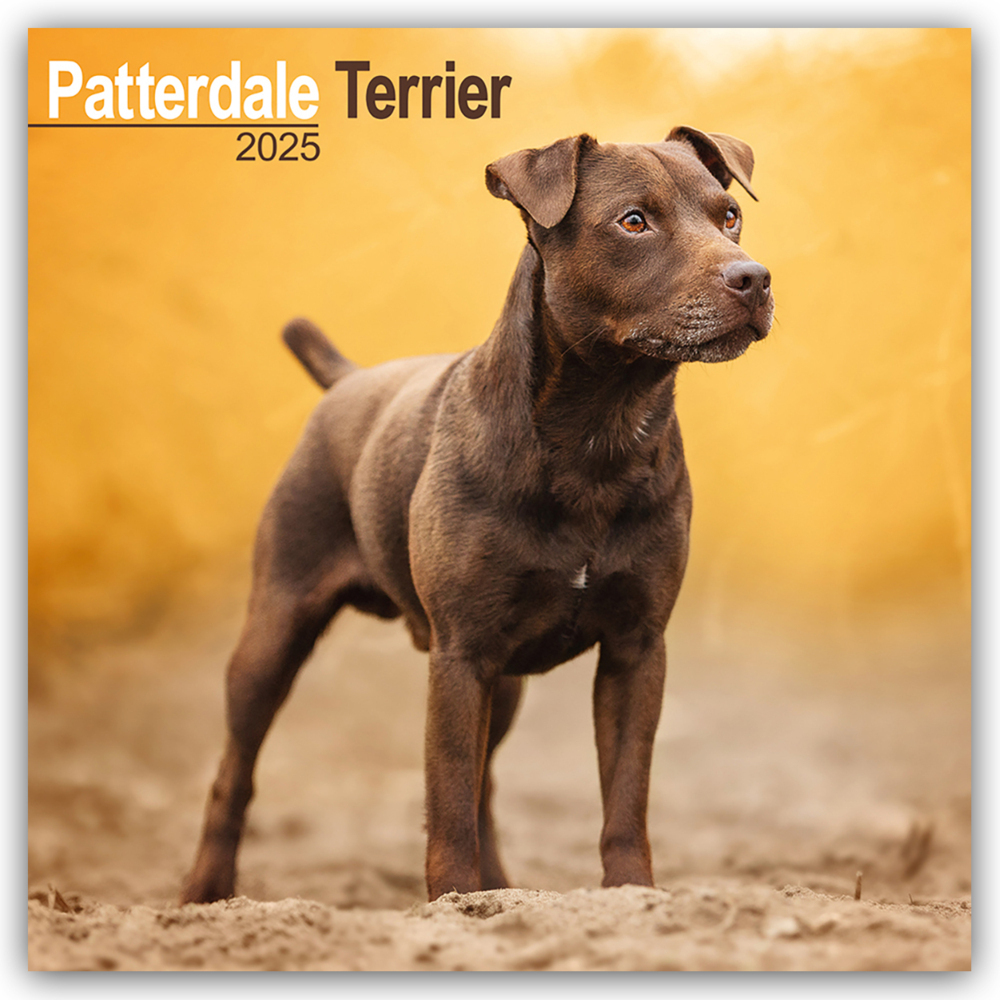 Cover: 9781804603734 | Patterdale Terrier 2025 - 16-Monatskalender | Avonside Publishing Ltd