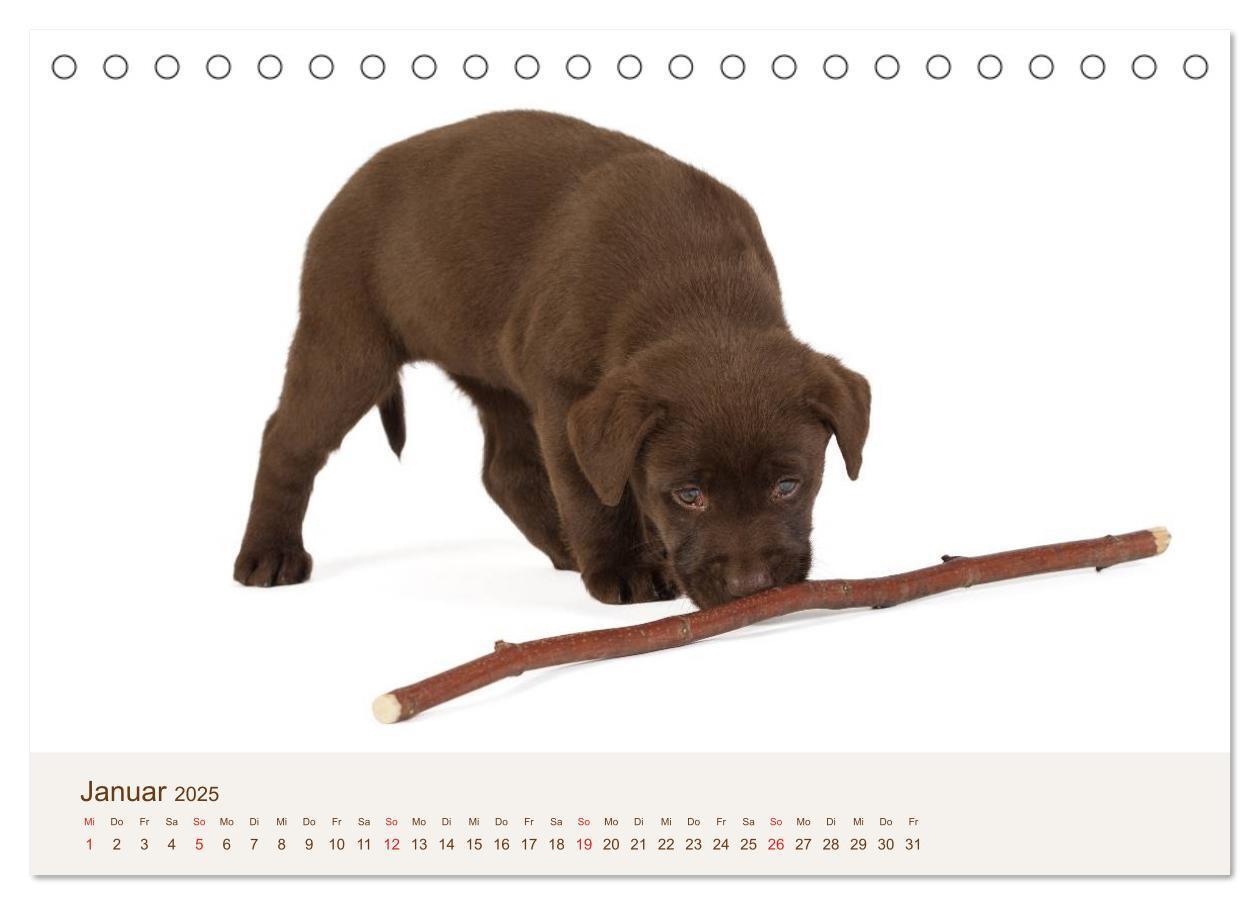 Bild: 9783435616152 | Labrador - Welpen (Tischkalender 2025 DIN A5 quer), CALVENDO...