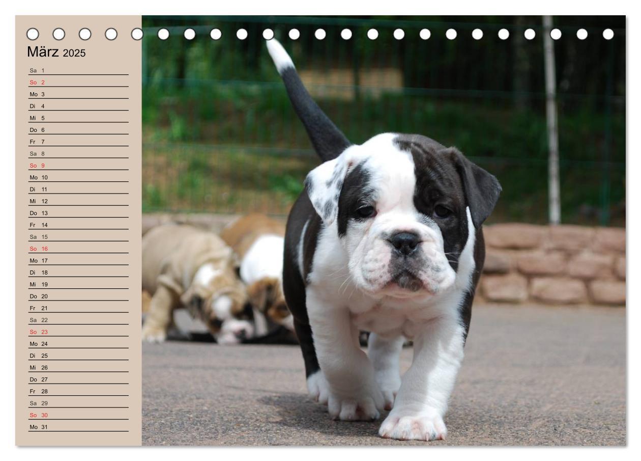 Bild: 9783435533602 | Bulldoggen-Kinder (Tischkalender 2025 DIN A5 quer), CALVENDO...