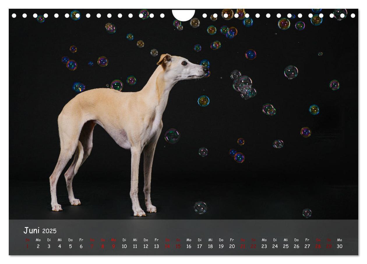 Bild: 9783383857133 | Whippets - Seelenhunde fürs Leben (Wandkalender 2025 DIN A4 quer),...