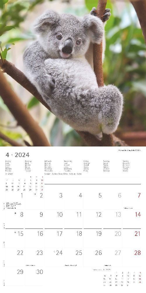 Bild: 4251732335441 | Koalas 2024 - Broschürenkalender 30x30 cm (30x60 geöffnet) -...
