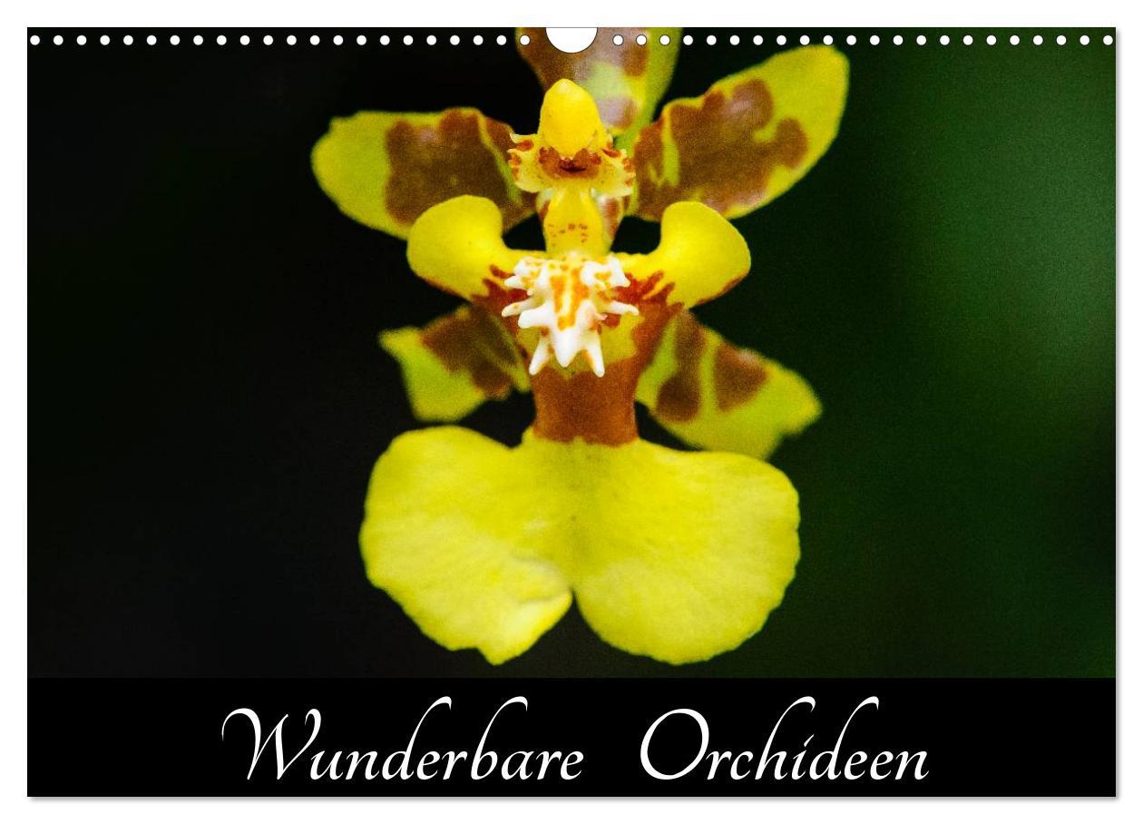 Cover: 9783435598915 | Wunderbare Orchideen (Wandkalender 2025 DIN A3 quer), CALVENDO...