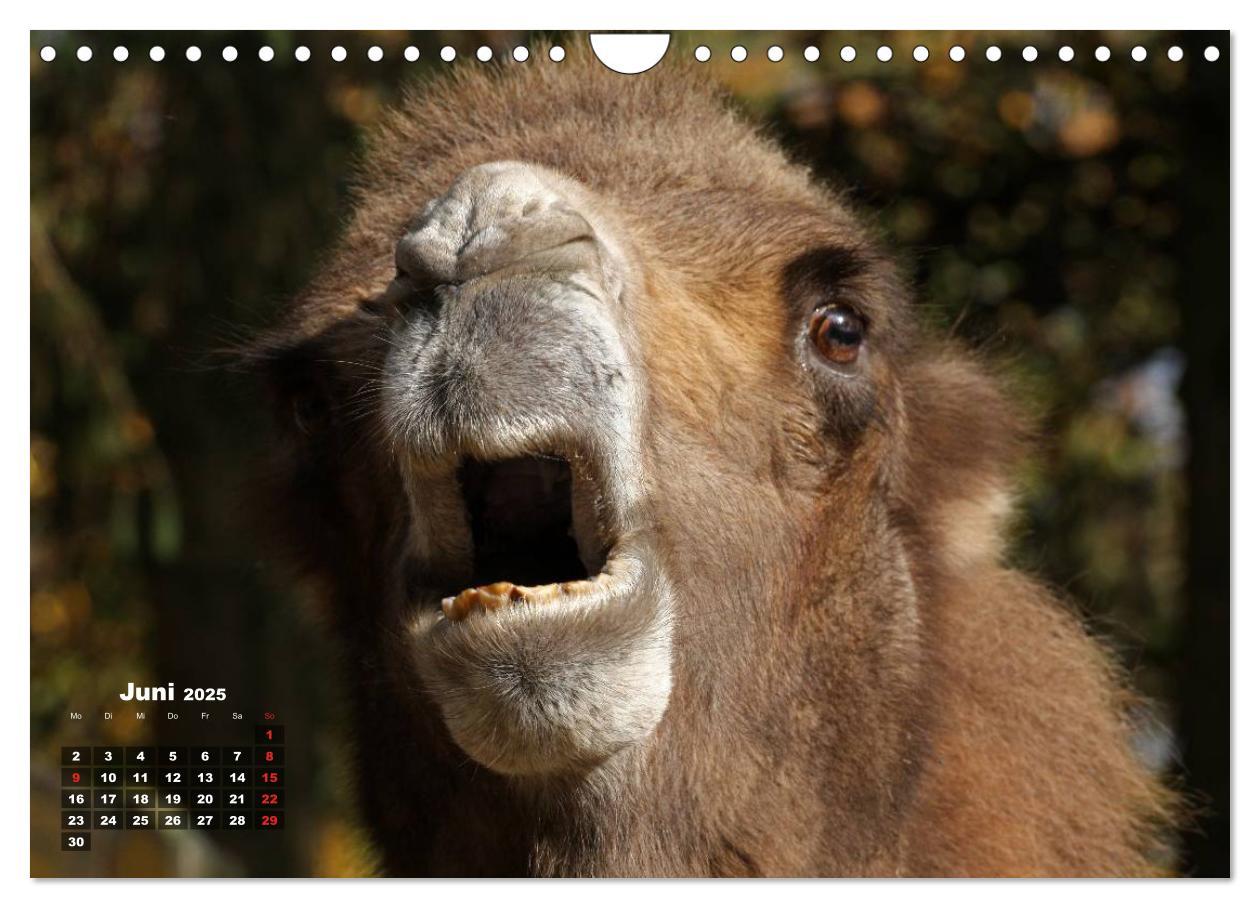 Bild: 9783435785742 | Kamele (Wandkalender 2025 DIN A4 quer), CALVENDO Monatskalender | Berg