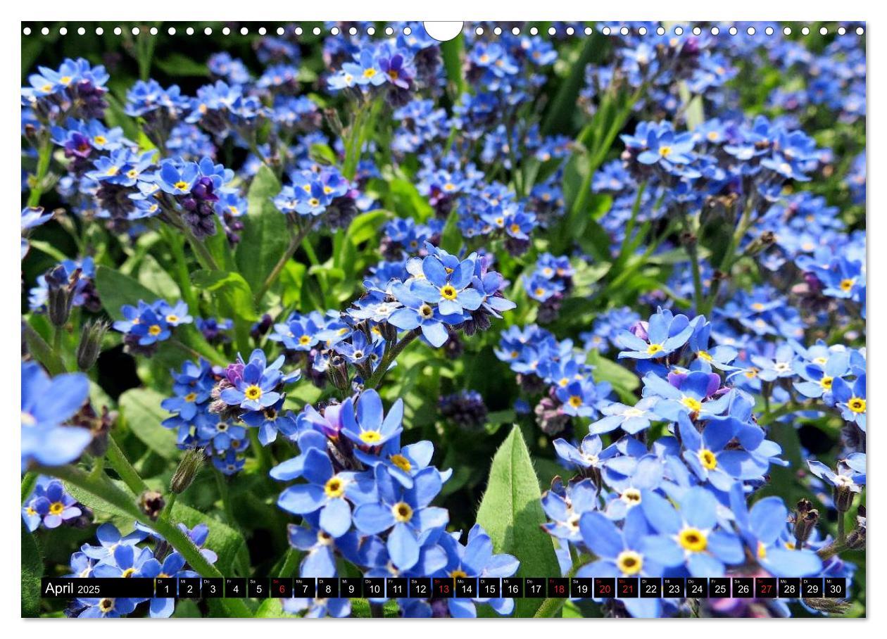 Bild: 9783435227884 | Kleine Blumen ganz groß (Wandkalender 2025 DIN A3 quer), CALVENDO...