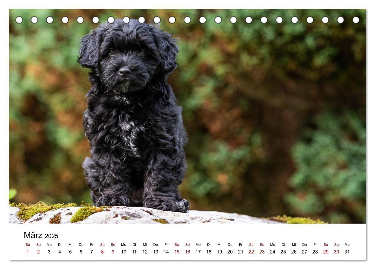 Bild: 9783435037353 | Maltipoo Welpen (Tischkalender 2025 DIN A5 quer), CALVENDO...