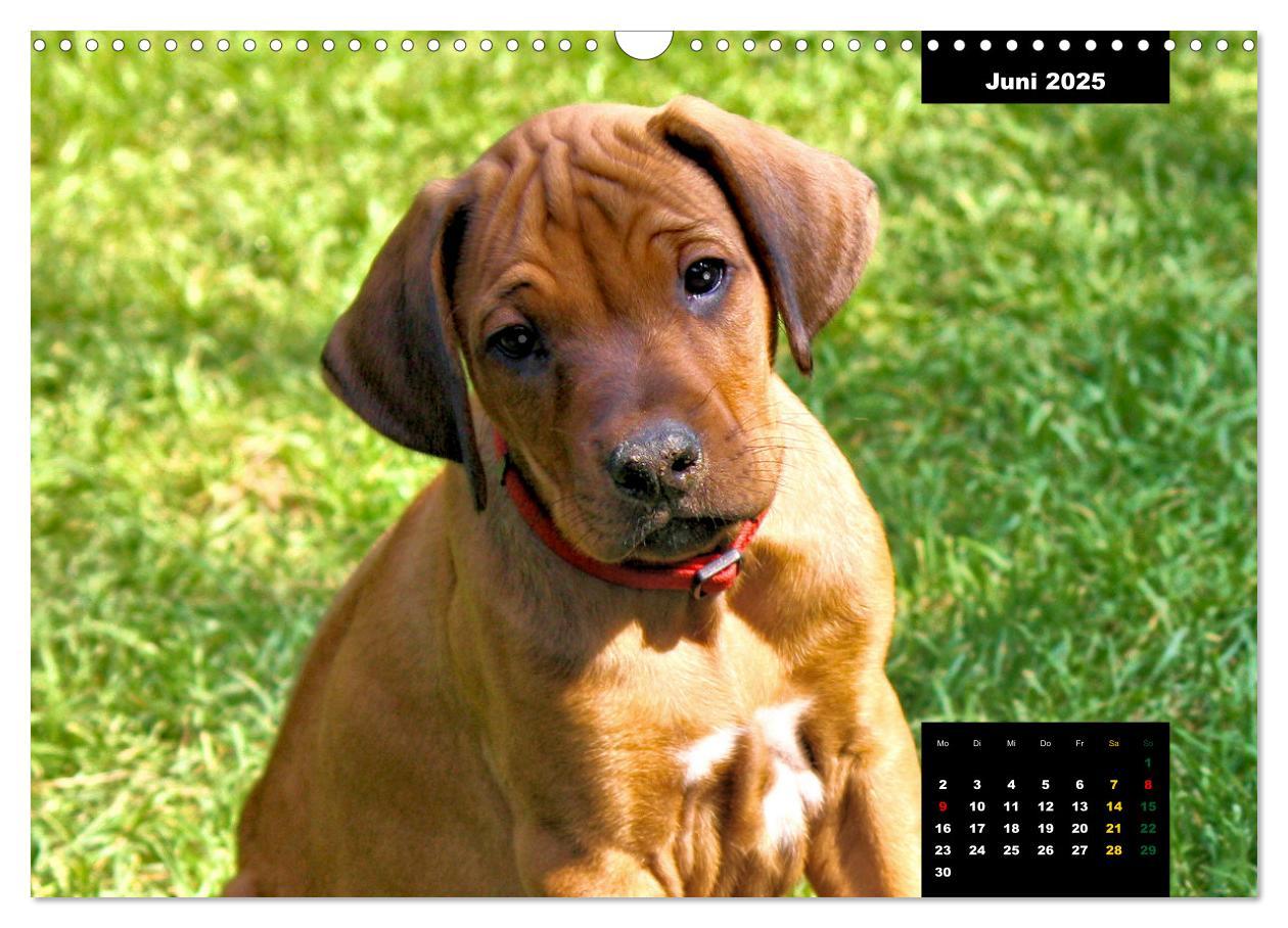 Bild: 9783383939457 | Rhodesian Ridgeback, Charmante Herzensbrecher (Wandkalender 2025...