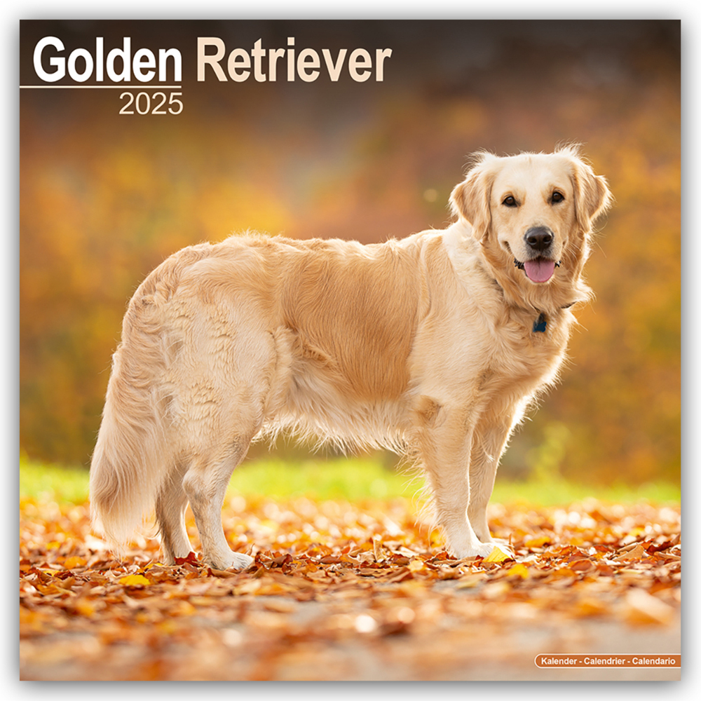 Cover: 9781804603499 | Golden Retriever 2025 - 16-Monatskalender | Avonside Publishing Ltd