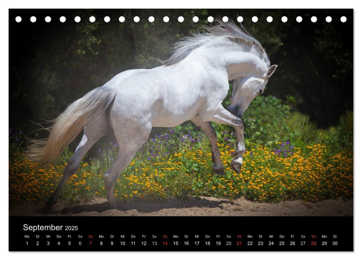 Bild: 9783435636907 | Spaniens stolze Pferde (Tischkalender 2025 DIN A5 quer), CALVENDO...