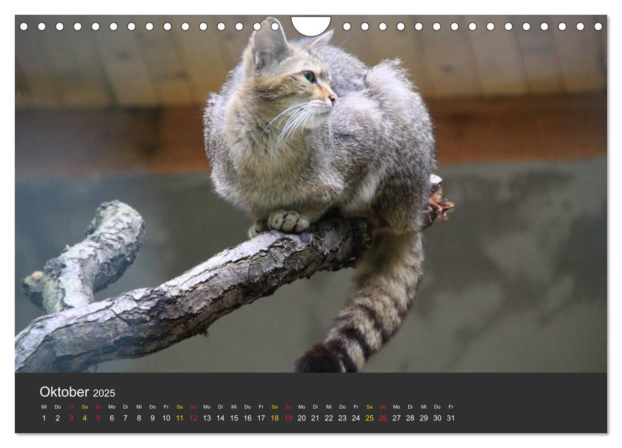 Bild: 9783435778942 | Tierpark-Gera (Wandkalender 2025 DIN A4 quer), CALVENDO Monatskalender