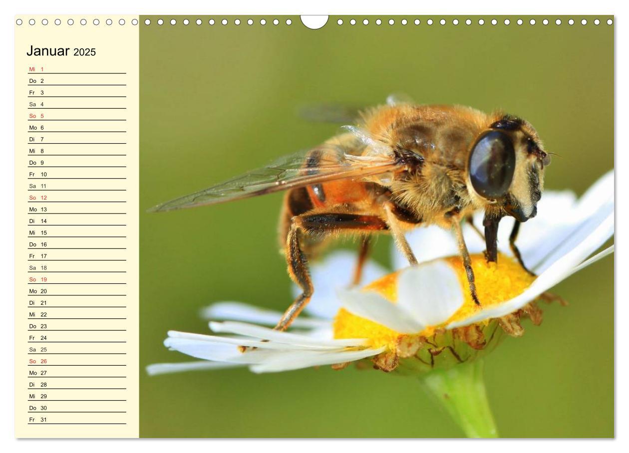 Bild: 9783435513970 | Fleißige Bienen. Von der Blüte bis zum Honig (Wandkalender 2025 DIN...