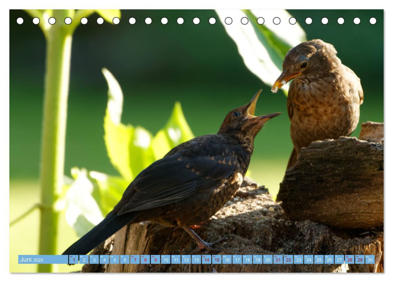 Bild: 9783435022748 | Amsel - Schwarzdrossel fotografiert von Ostfriesenfotografie...