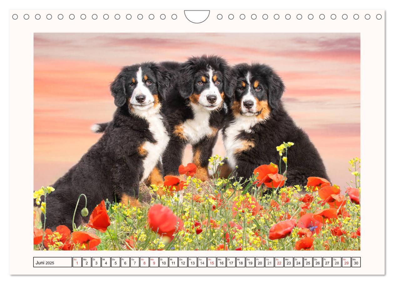 Bild: 9783435136001 | Berner Sennenhunde - Träumereien (Wandkalender 2025 DIN A4 quer),...