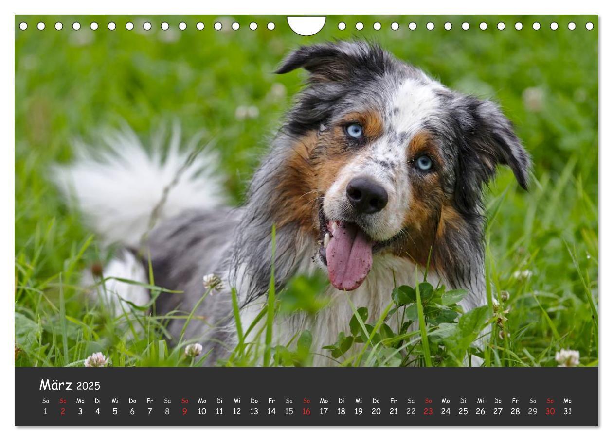 Bild: 9783435582686 | Australian Shepherd - Augenblicke (Wandkalender 2025 DIN A4 quer),...