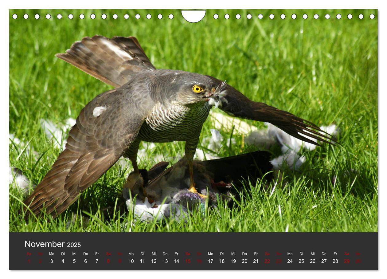 Bild: 9783435402946 | Faszination der Greifvögel und Geier (Wandkalender 2025 DIN A4...