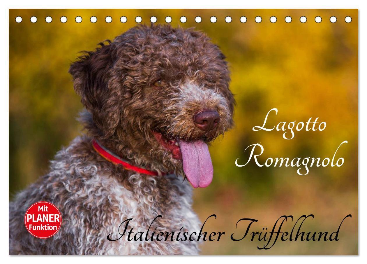 Cover: 9783435543854 | Lagotto Romagnolo - Italienischer Trüffelhund (Tischkalender 2025...