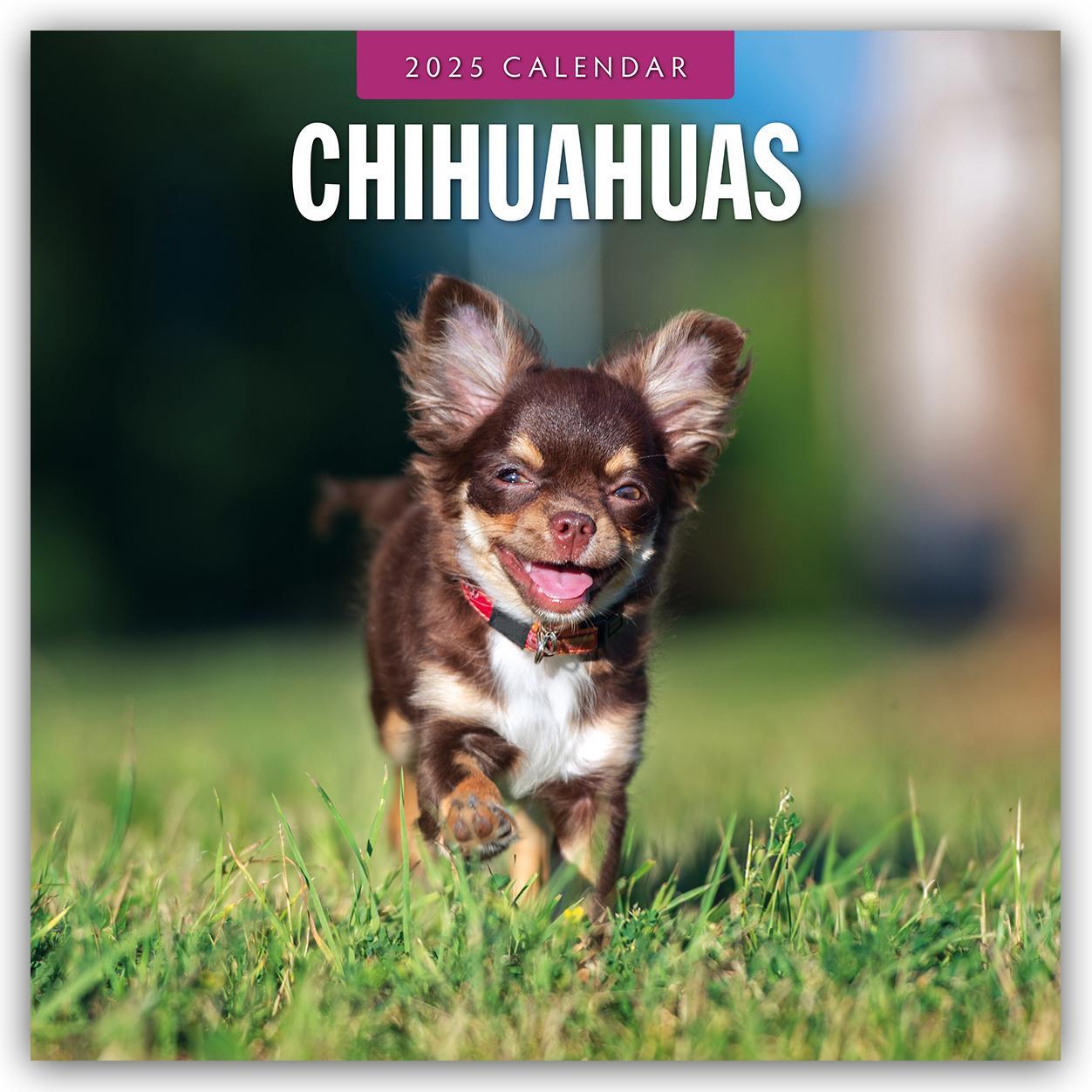 Cover: 9781804424469 | Chihuahuas - Chihuahua 2025 - 16-Monatskalender | Robin Red | Kalender