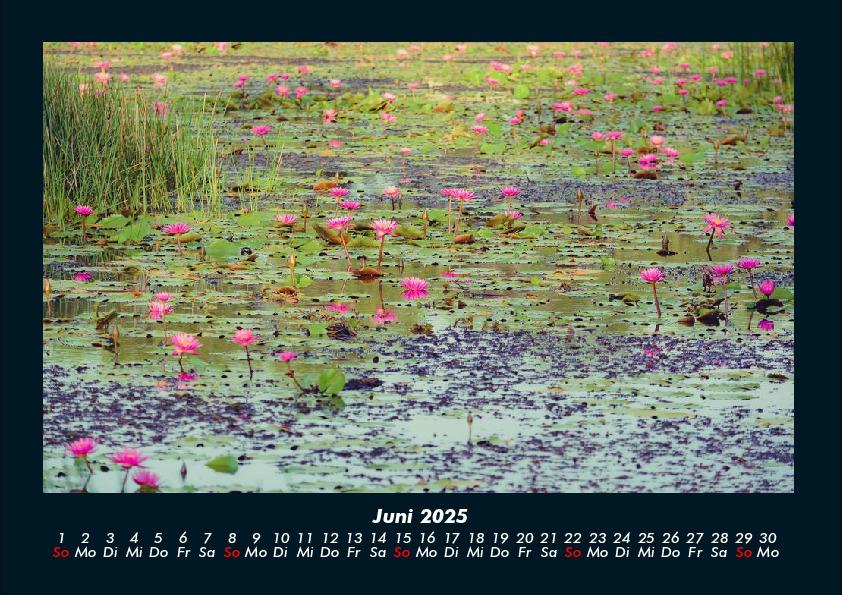 Bild: 9783755970637 | Rosen-Kalender 2025 Fotokalender DIN A4 | Tobias Becker | Kalender