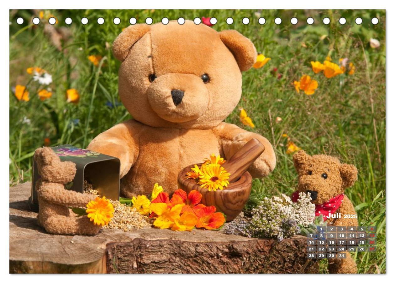 Bild: 9783435575251 | Geliebte Bären - Teddys (Tischkalender 2025 DIN A5 quer), CALVENDO...