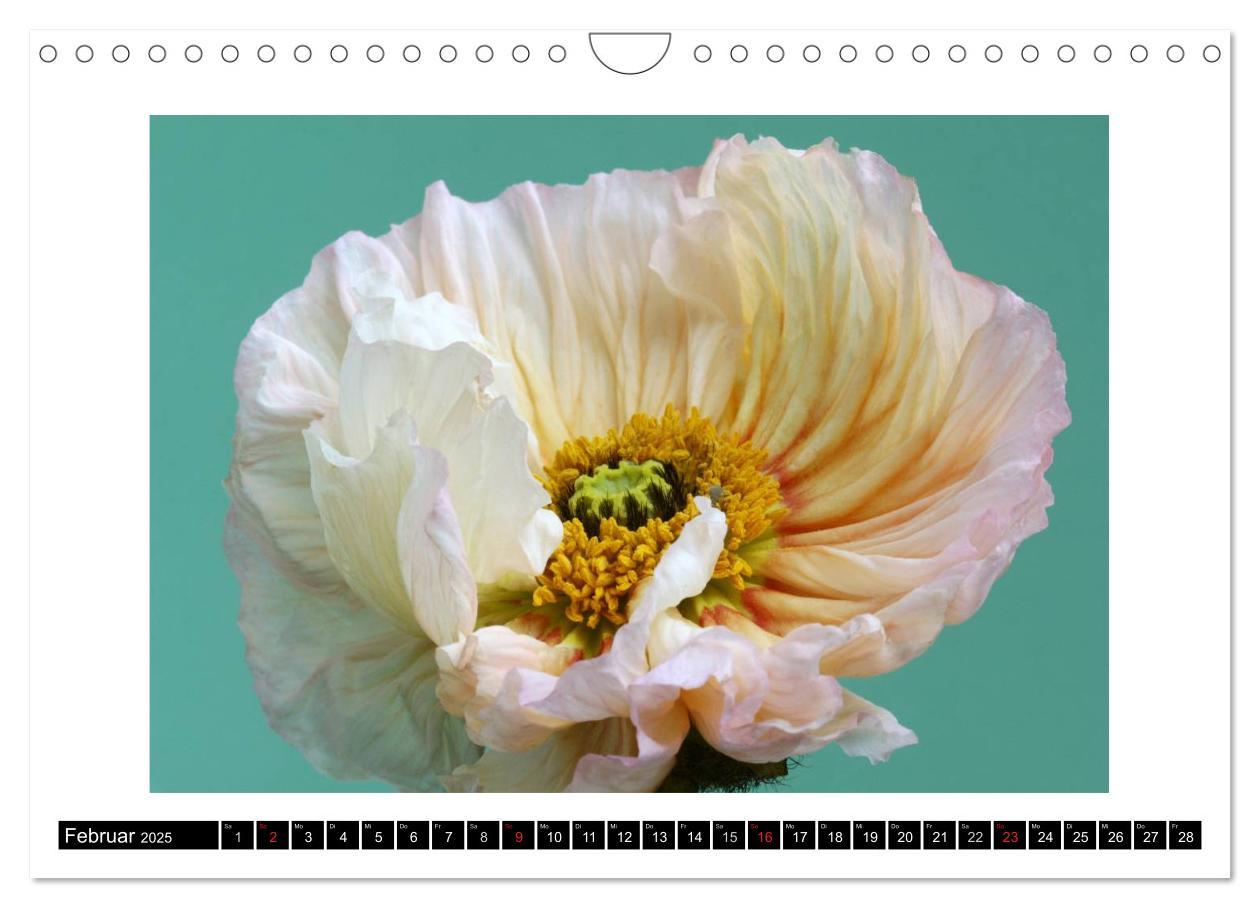 Bild: 9783435617517 | Mohn im Porträt (Wandkalender 2025 DIN A4 quer), CALVENDO...