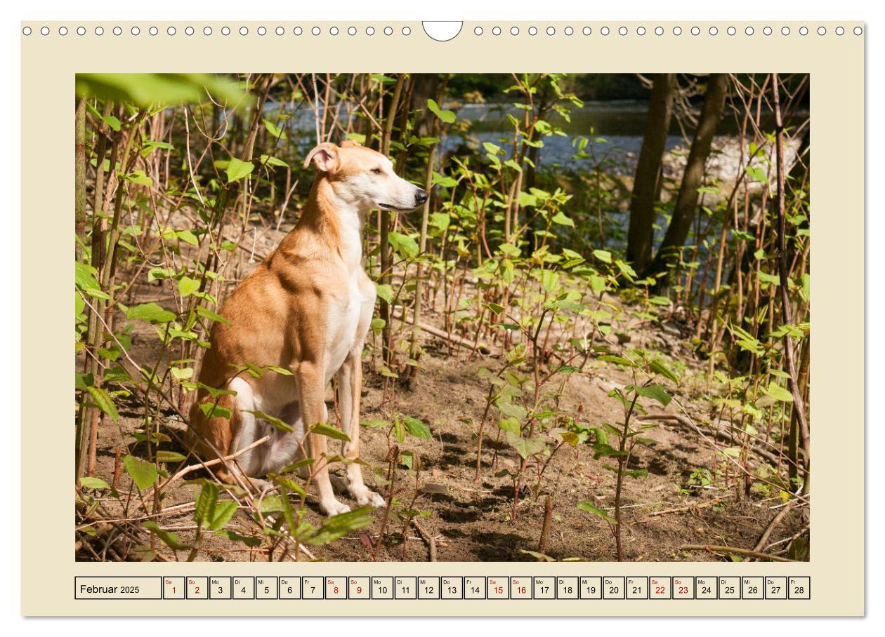 Bild: 9783383841927 | Mit dem Windhund unterwegs im zauberhaften Bergischen Land...