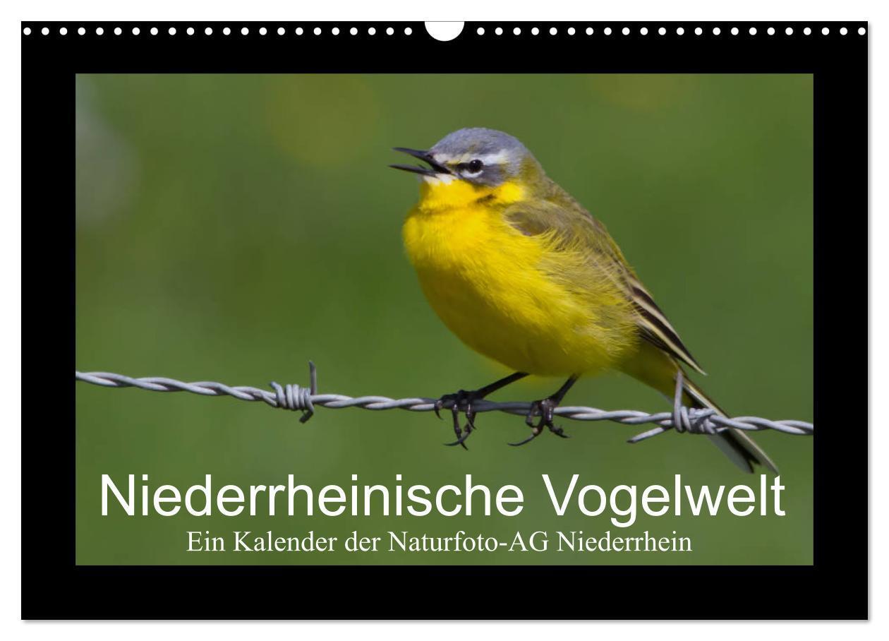 Cover: 9783383241833 | Niederrheinische Vogelwelt (Wandkalender 2024 DIN A3 quer),...
