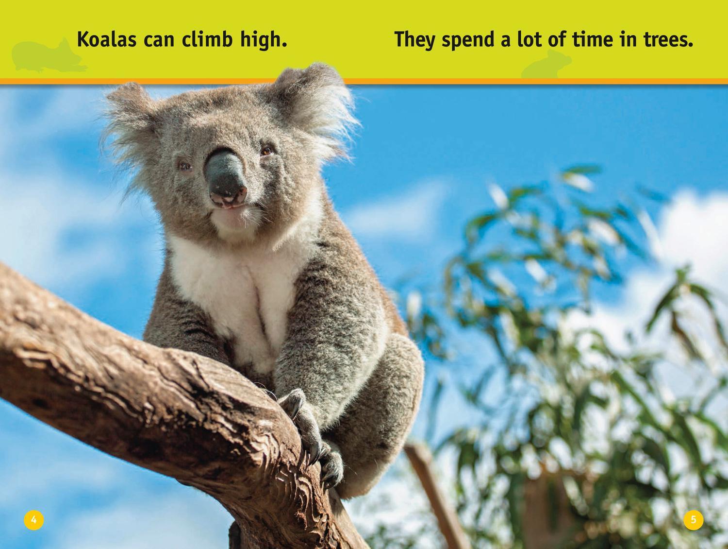 Bild: 9780008422226 | Climb, Koala! | Level 1 | Jennifer Szymanski (u. a.) | Taschenbuch