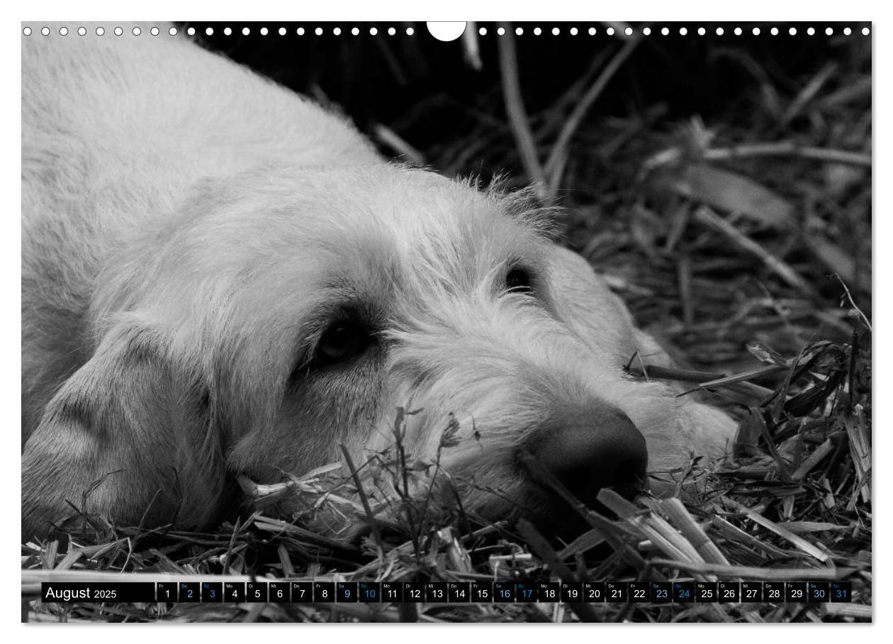 Bild: 9783435629510 | Carissimo Spinone Italiano (Wandkalender 2025 DIN A3 quer),...