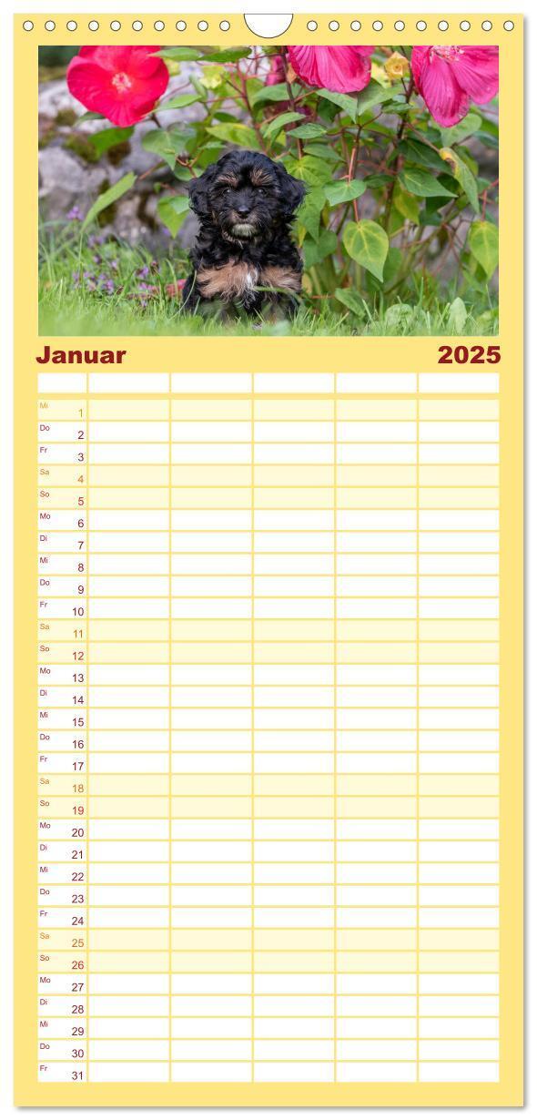 Bild: 9783457102107 | Familienplaner 2025 - Maltipoo Welpen mit 5 Spalten (Wandkalender,...