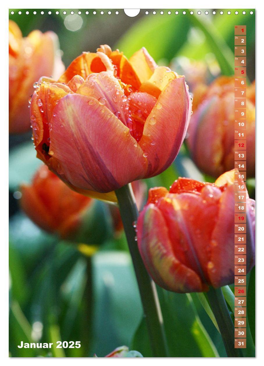 Bild: 9783435966134 | Bunte Tulpenpracht (Wandkalender 2025 DIN A3 hoch), CALVENDO...