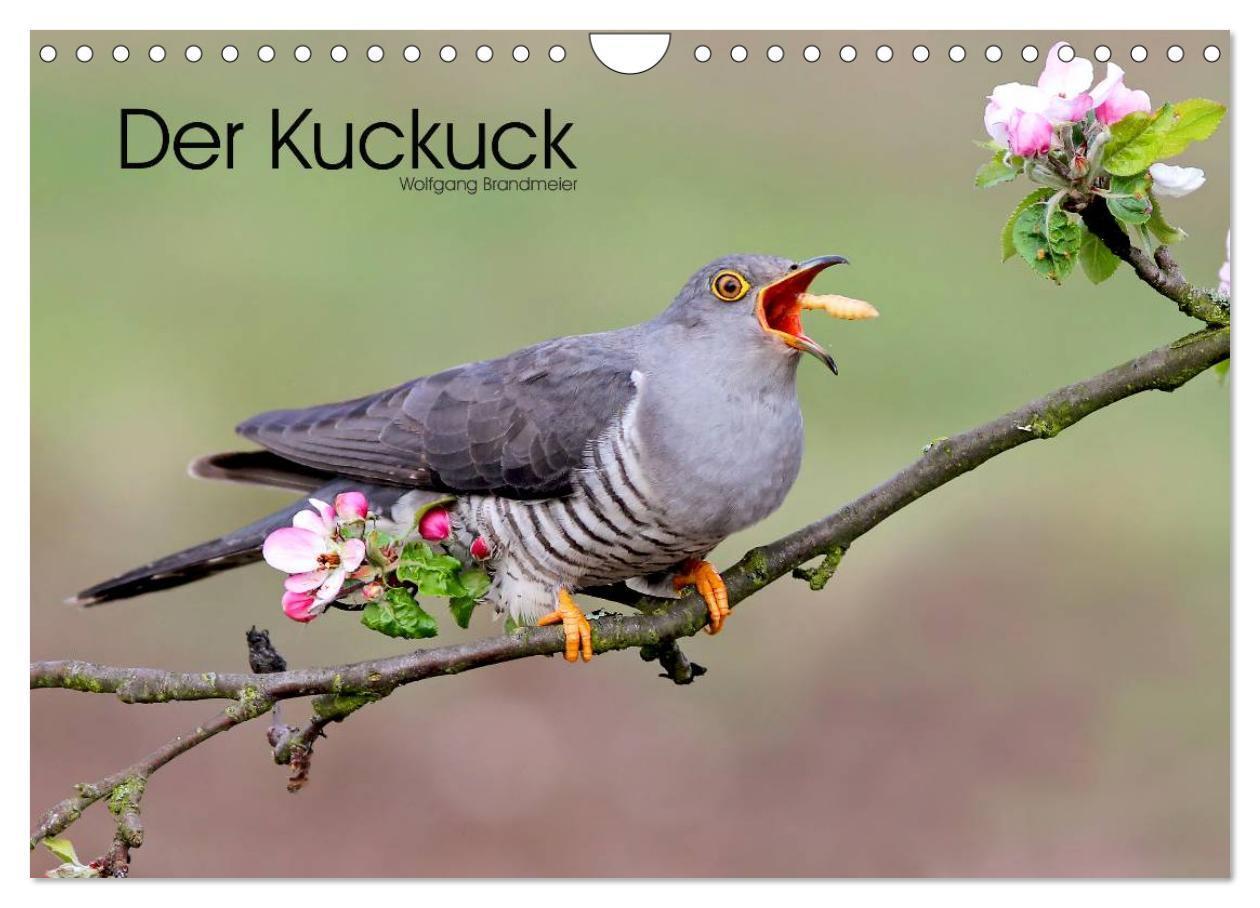 Cover: 9783383622199 | Der Kuckuck (Wandkalender 2024 DIN A4 quer), CALVENDO Monatskalender