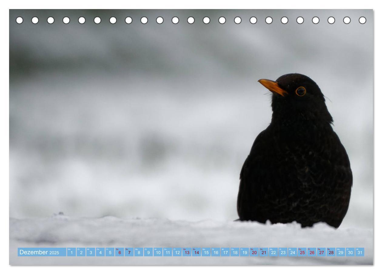 Bild: 9783435022748 | Amsel - Schwarzdrossel fotografiert von Ostfriesenfotografie...