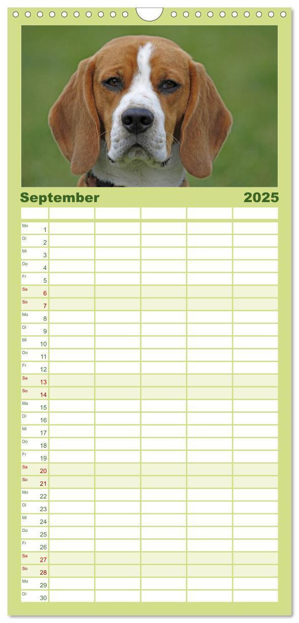 Bild: 9783457124727 | Familienplaner 2025 - Beagle mit 5 Spalten (Wandkalender, 21 x 45...