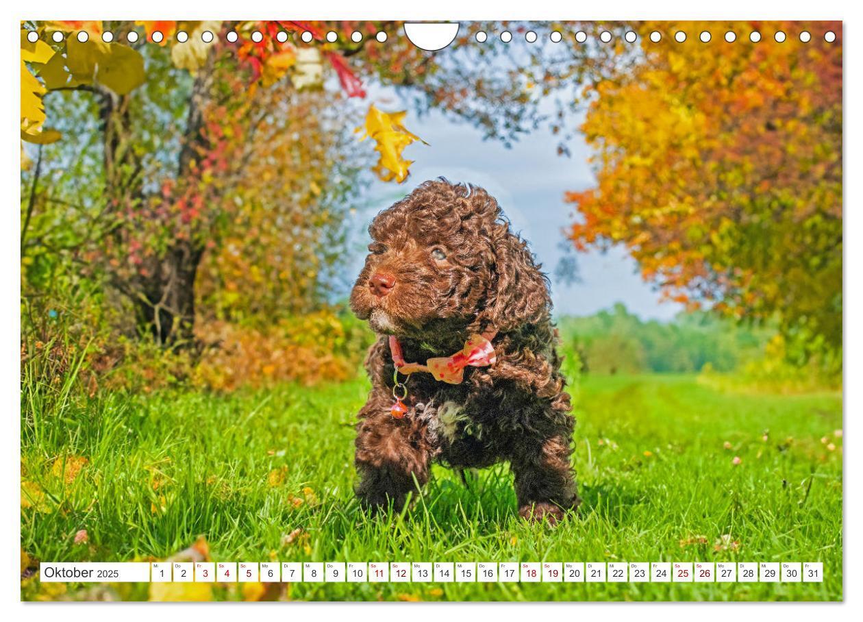 Bild: 9783457200087 | Lagotto Romagnolo Welpen - Sieben kleine Weltentdecker auf großer...