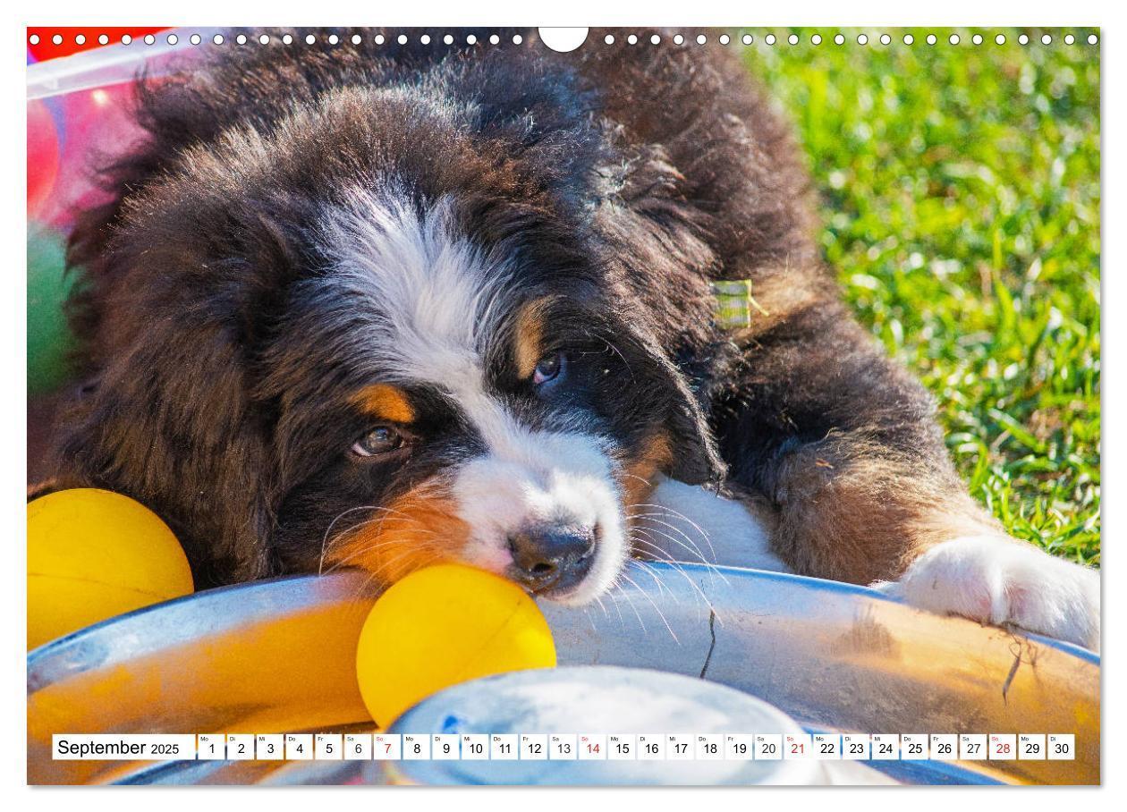 Bild: 9783435215331 | Kleine Herzen auf 4 Pfoten - Berner Sennenhunde (Wandkalender 2025...